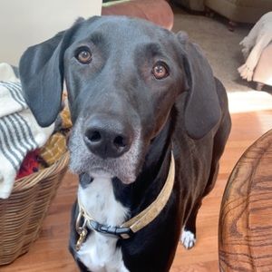 Meet your Posher, Ella